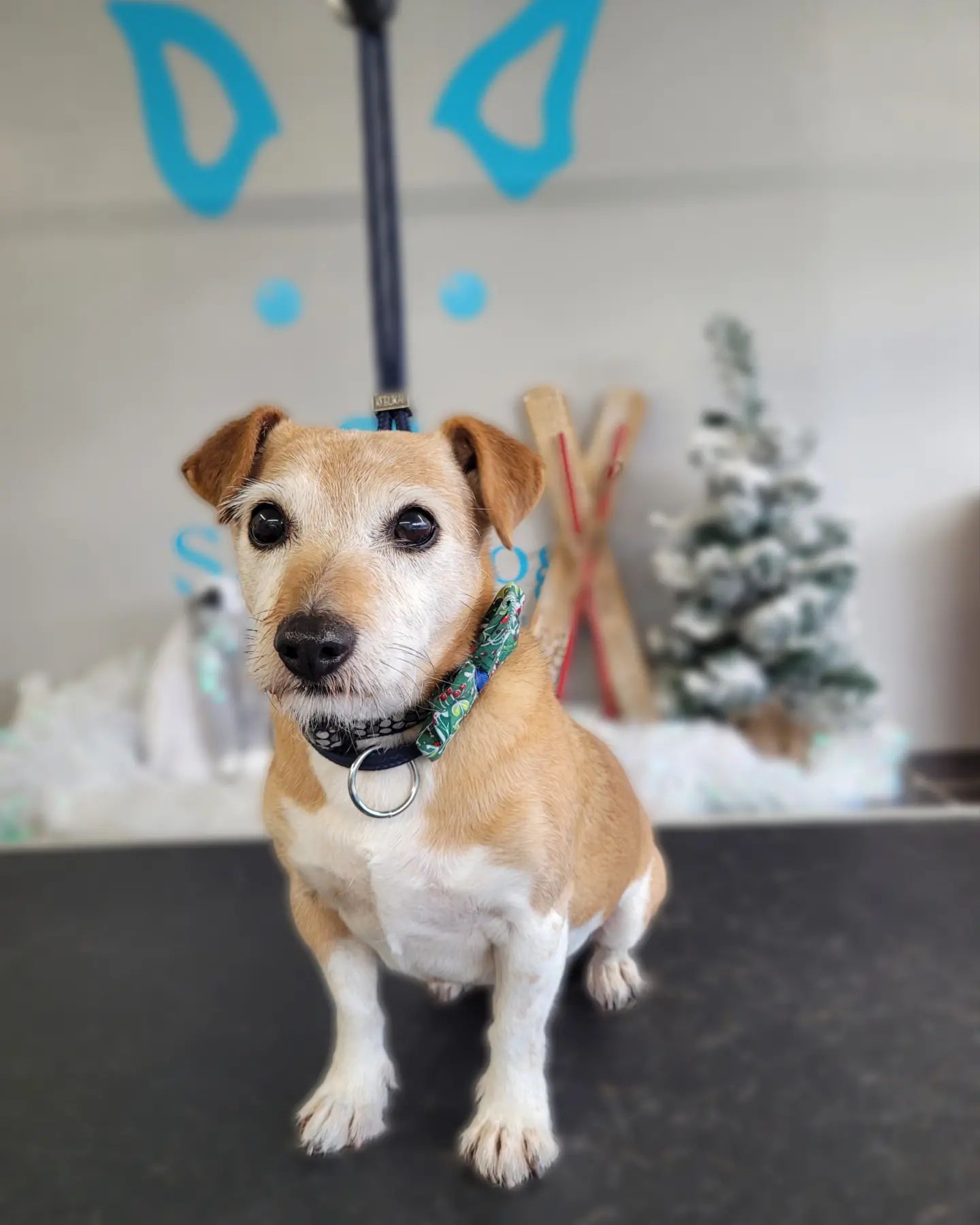 Jack Russell on the grooming table