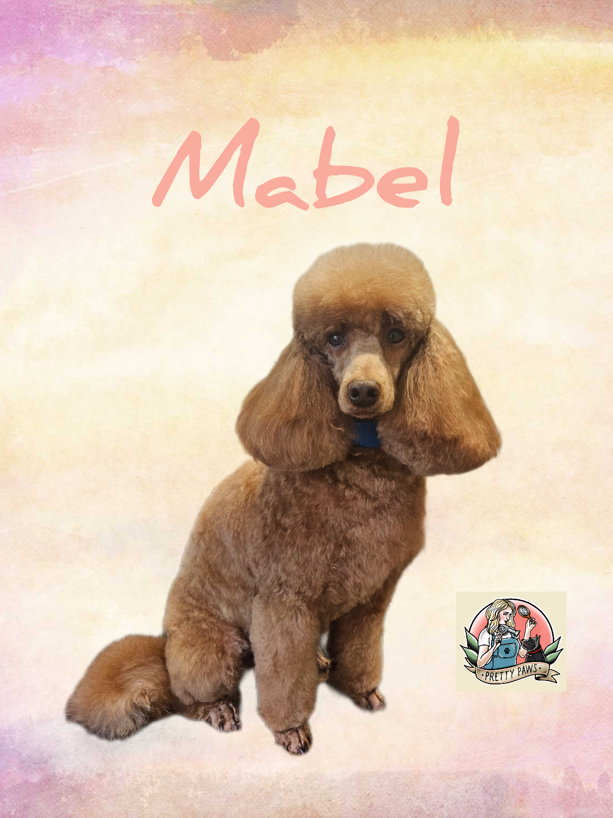Apricot poodle Mabel after her groom