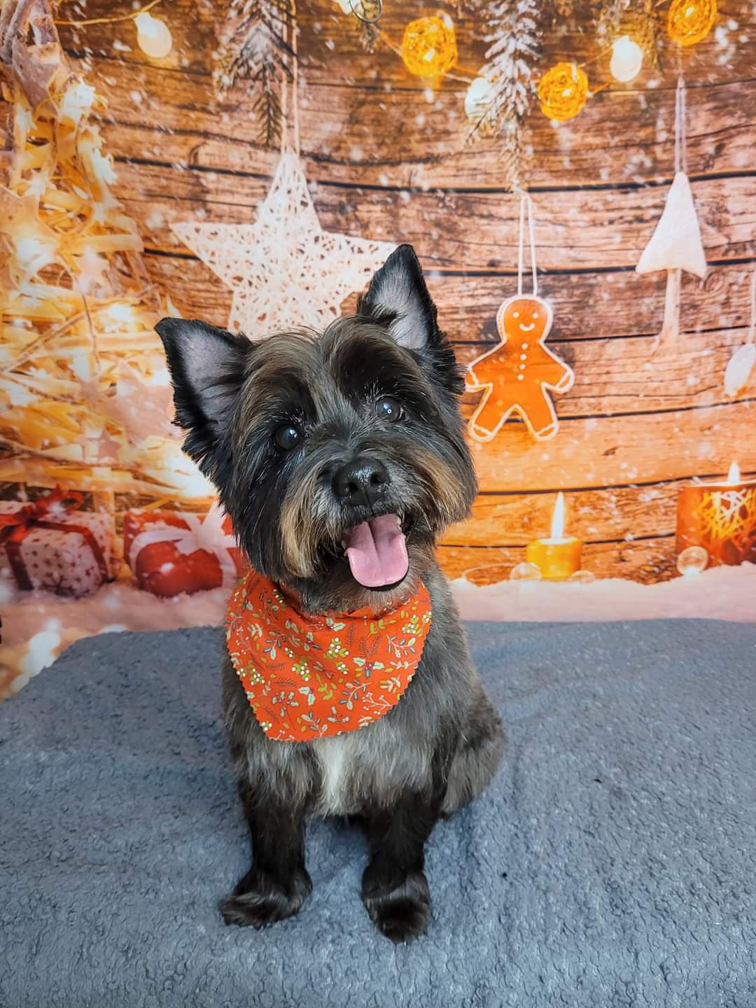 Freshly groomed terrier in an orange bandana
