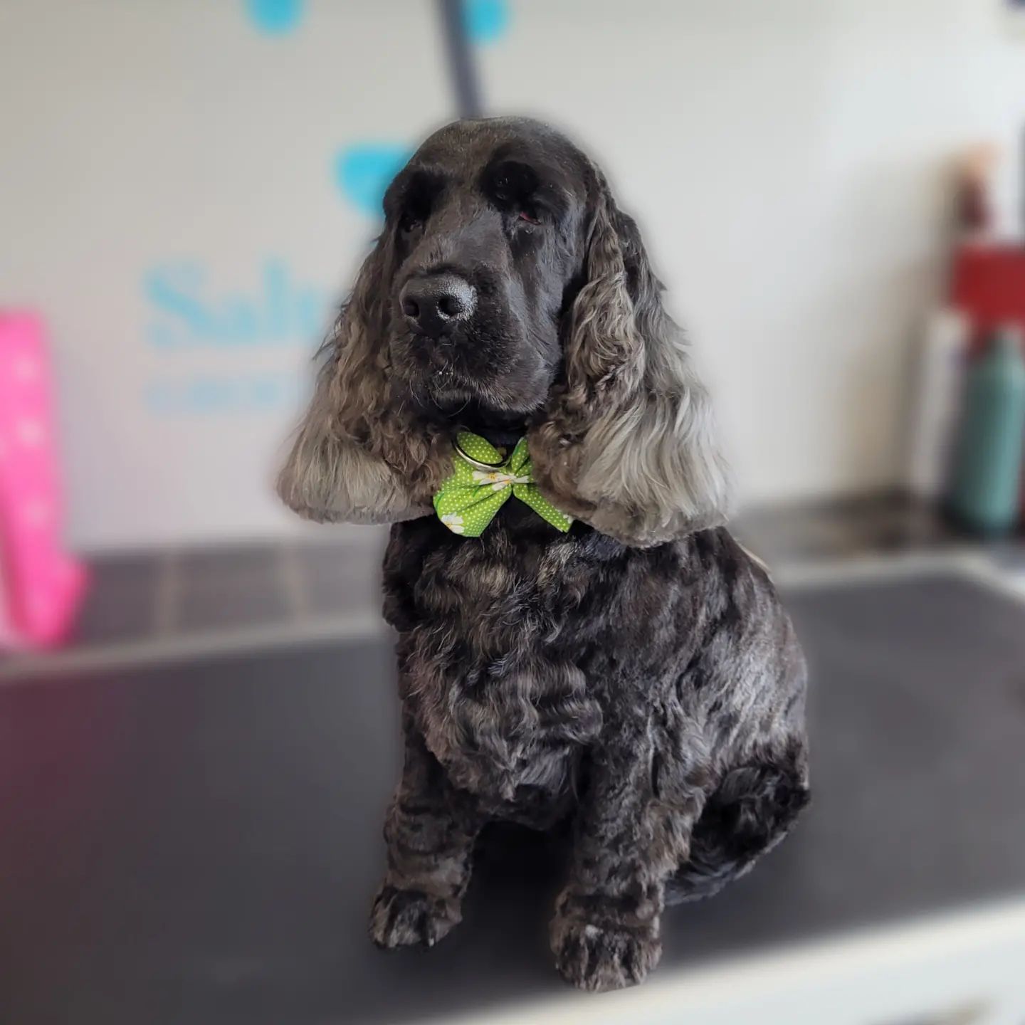 Cocker spaniel in a green bow tie on the grooming table