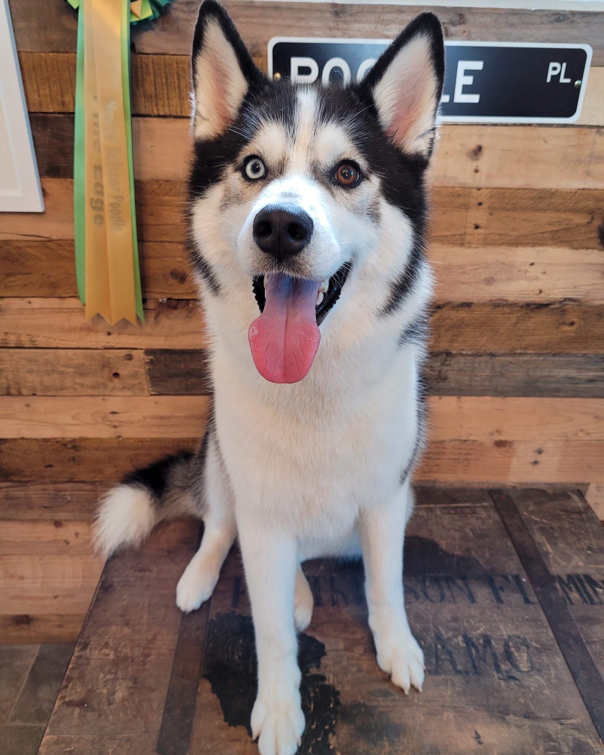 A freshly groomed husky sitting proudly in front of a wooden wall