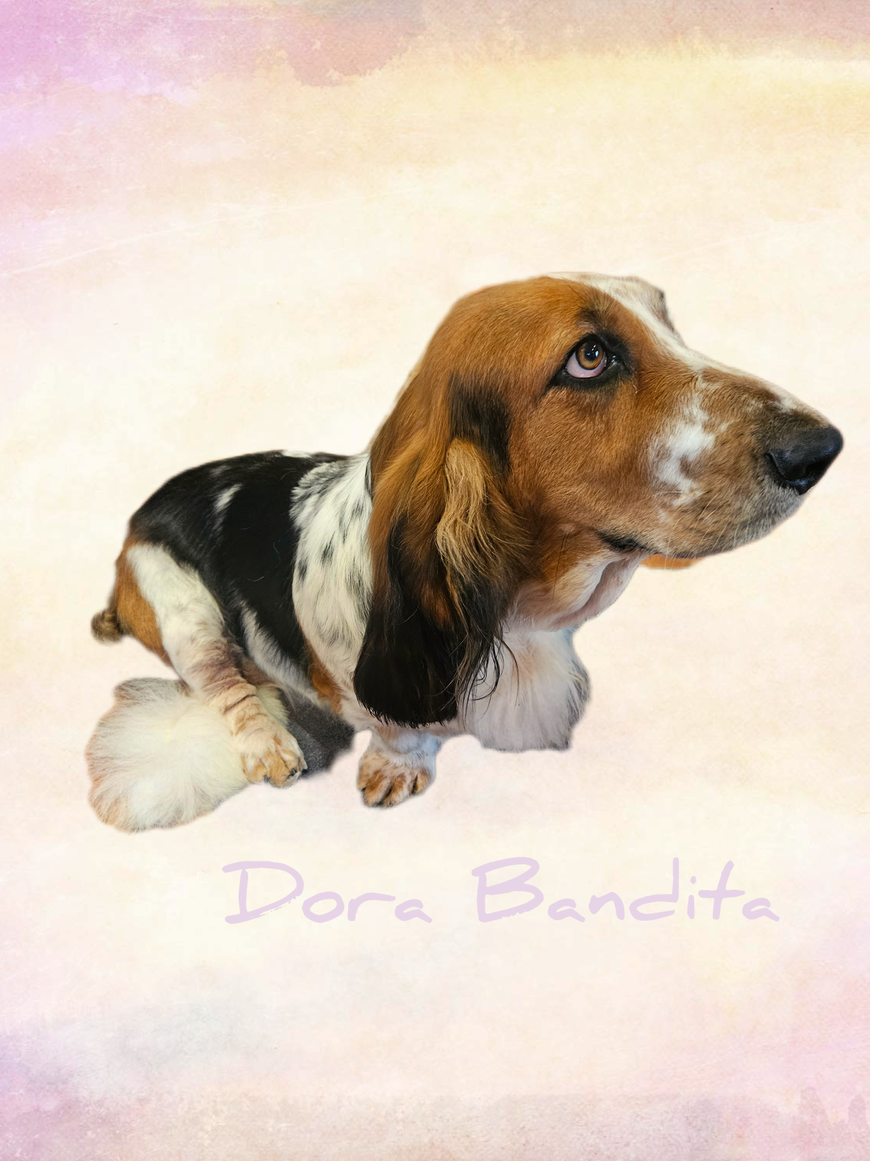 Basset hound Dora Bandita