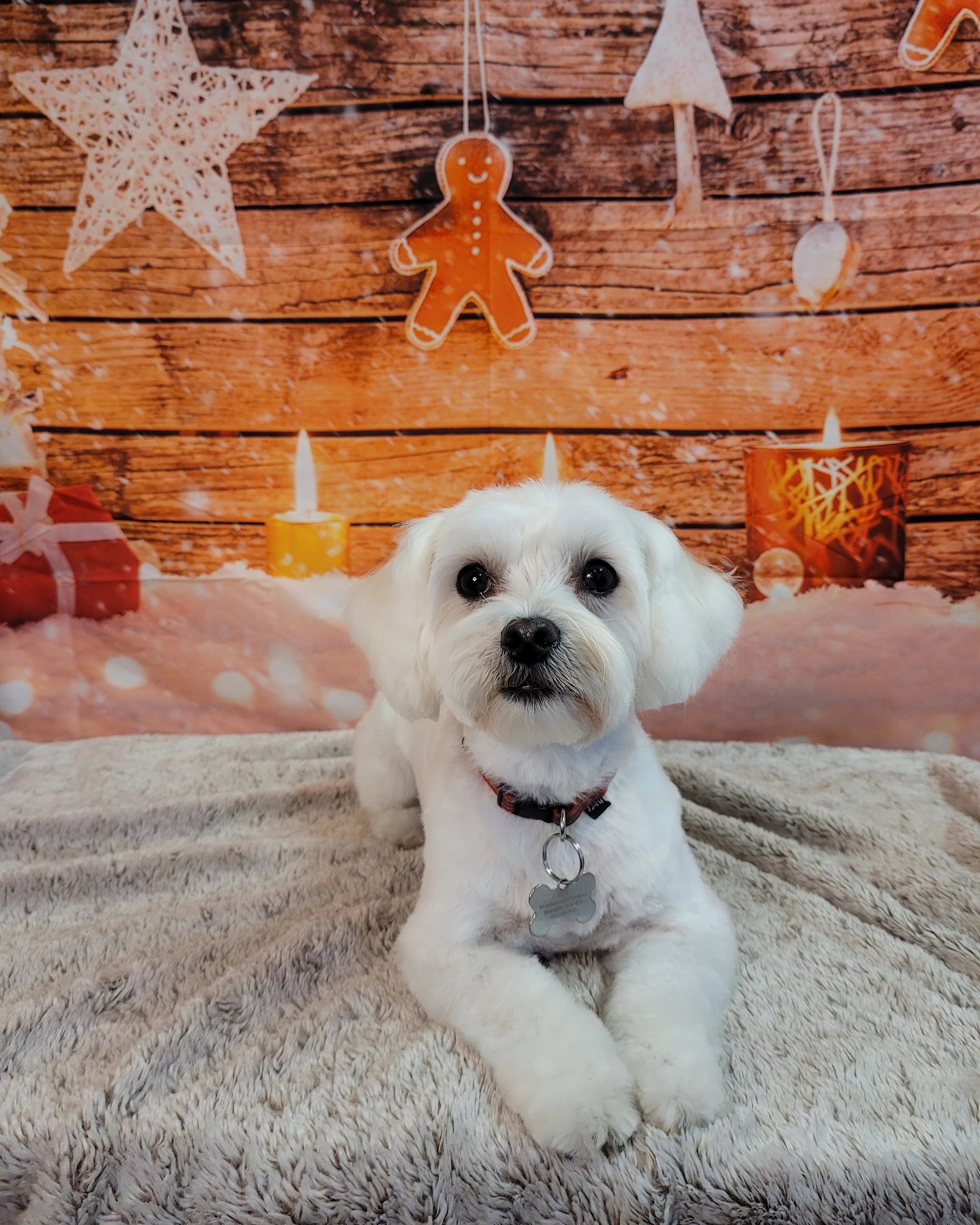 Fluffy white dog on the Christmas set