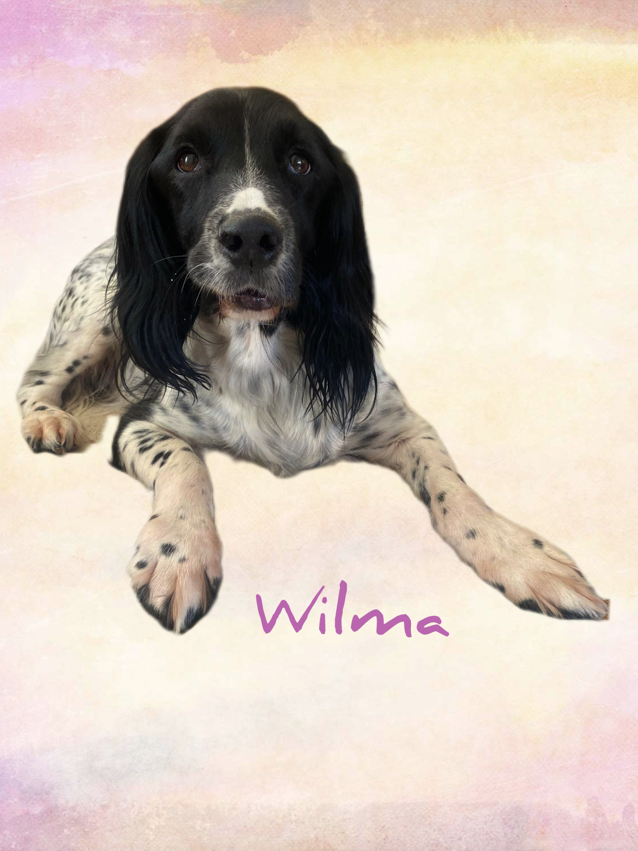 Springer spaniel Wilma after her groom