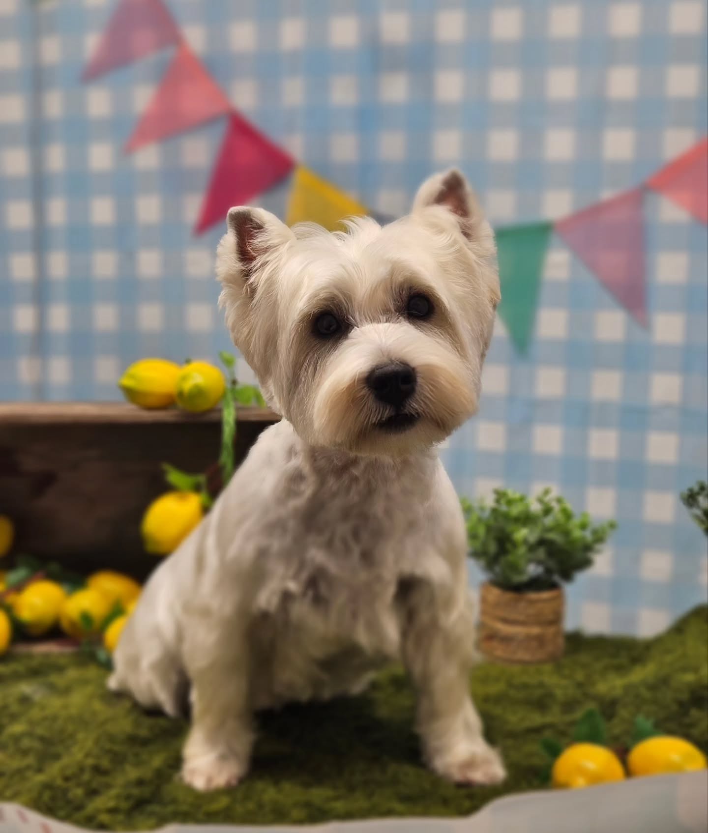 West Highland terrier Heidi after her first groom