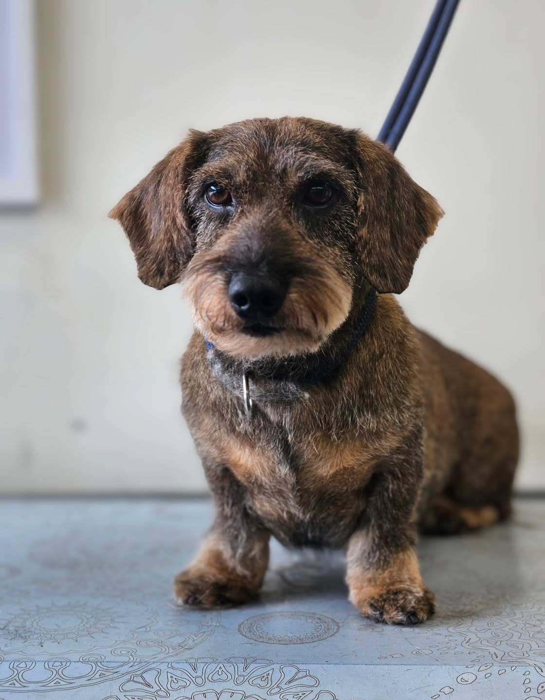 Wire-haired dachshund Jonah after his handstrip
