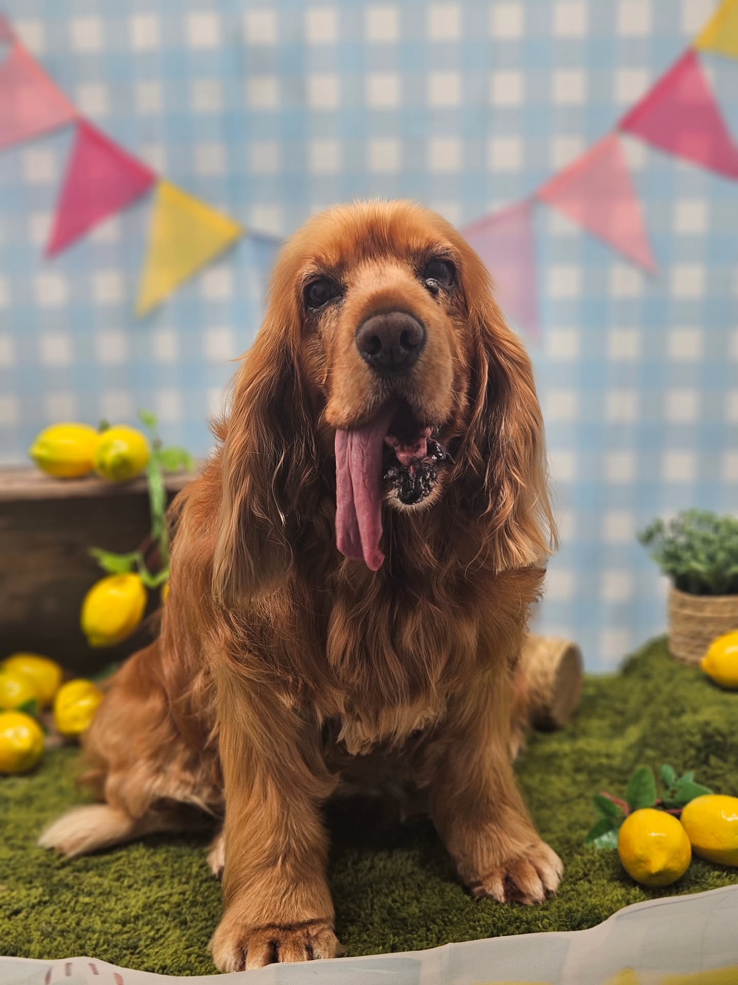Cocker spaniel Lottie with her tongue out on the summer set