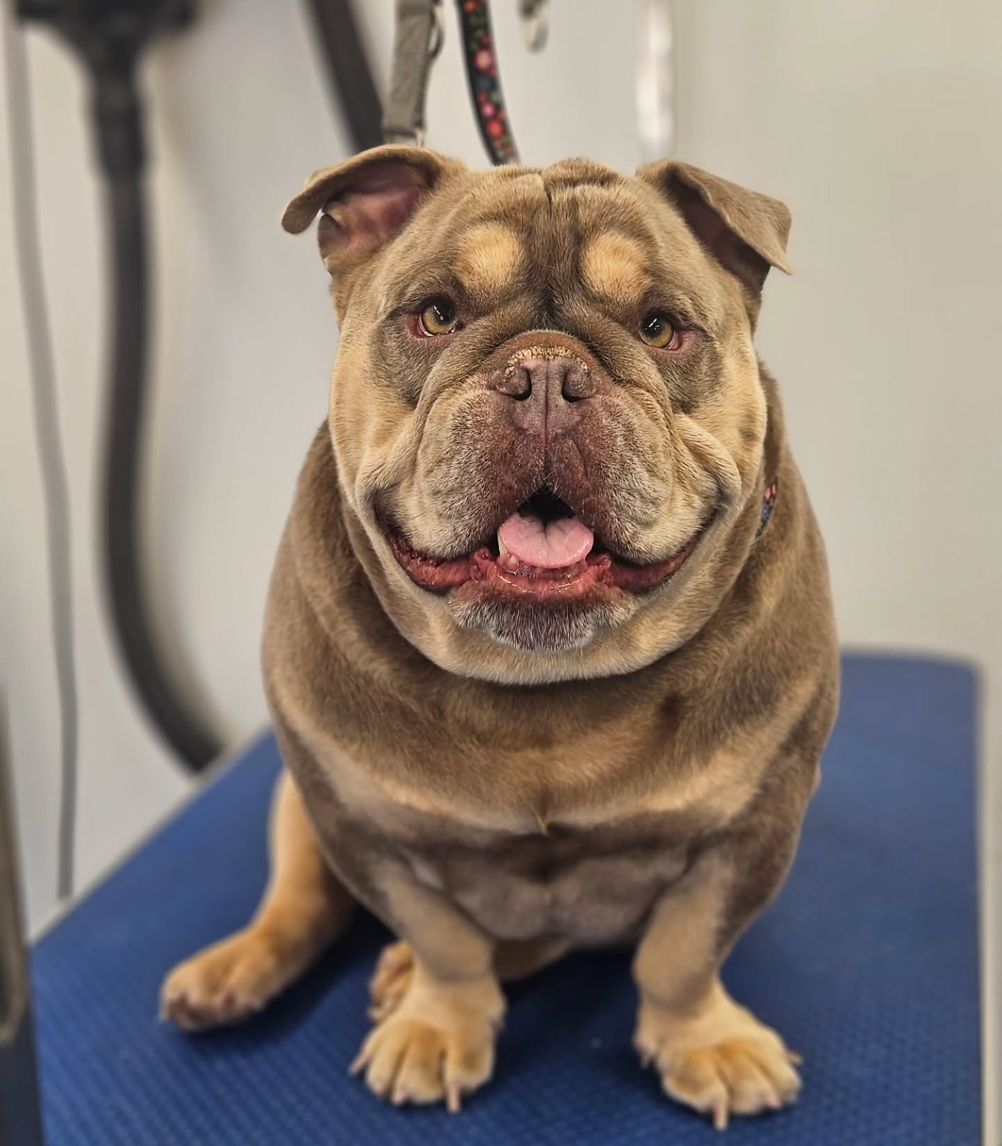 Bulldog Mickey on the grooming table