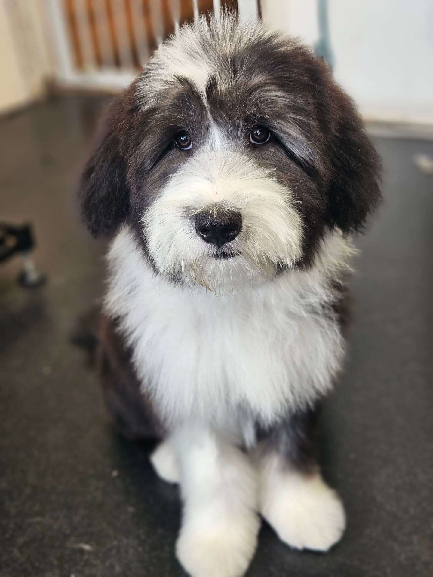 Fluffy puppy Benji sitting after his first bath and blowdry
