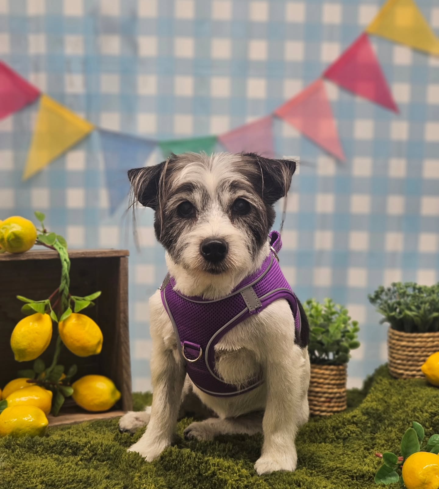 Terrier Molly in a purple harness