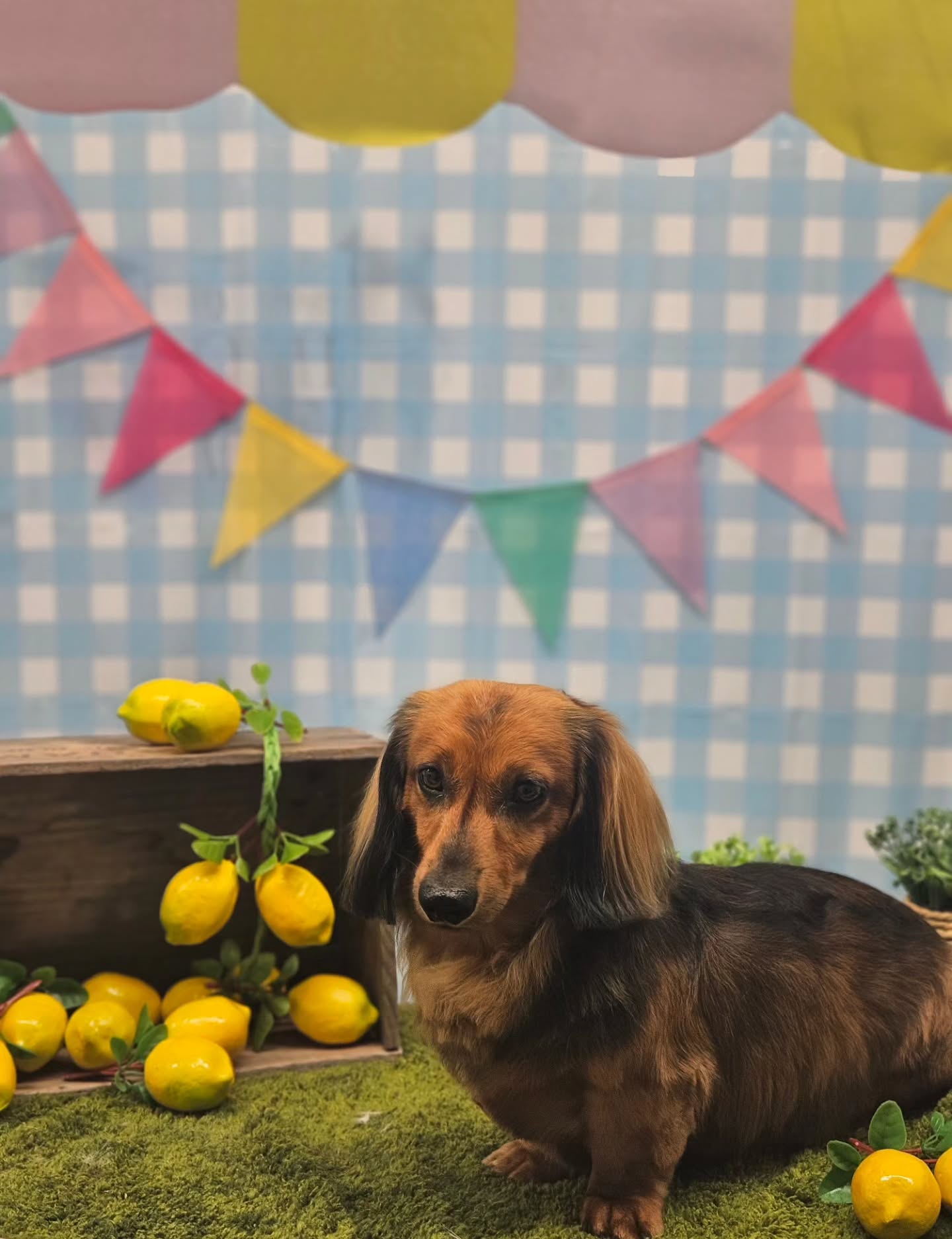 Long-haired dachshund Frank on the summer set